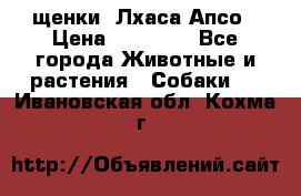щенки  Лхаса Апсо › Цена ­ 20 000 - Все города Животные и растения » Собаки   . Ивановская обл.,Кохма г.